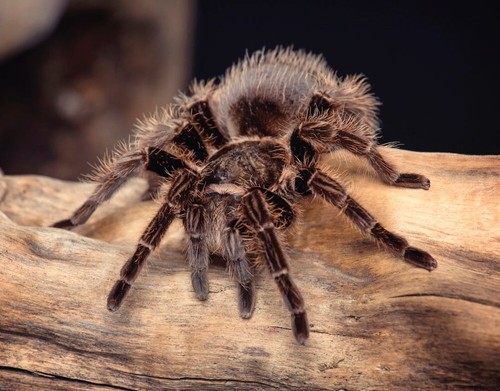 Magnet vogelspinne für - magnet,
